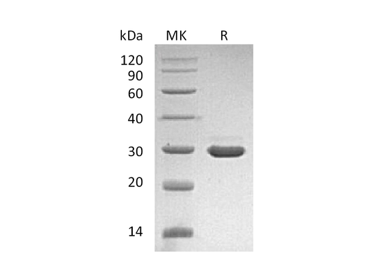Recombinant Human pro-Beta NGF