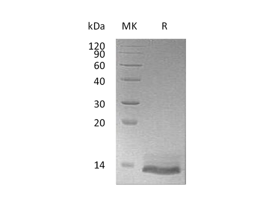 Recombinant Human Osteocrin (N-6His)