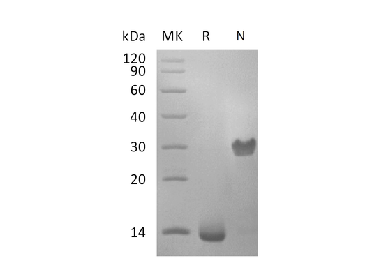 Recombinant Human PDGF-BB