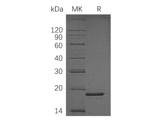 Recombinant Human PPIL1 (N-6His)