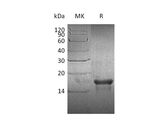 Recombinant Human PDGF-AA