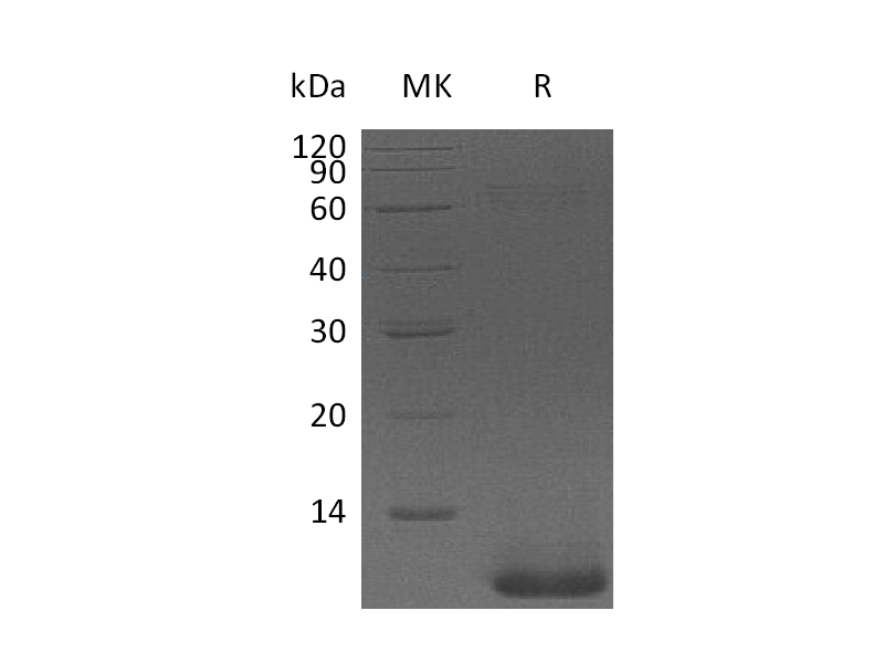 Recombinant Human NRG1Beta  (71AA)