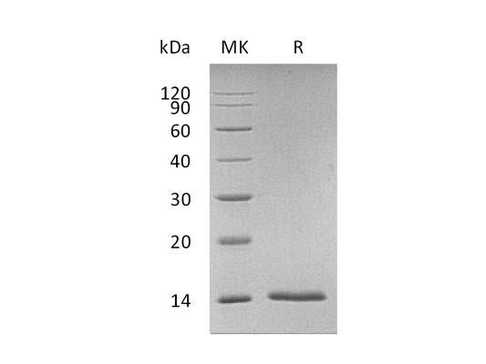 Recombinant Human S100A7