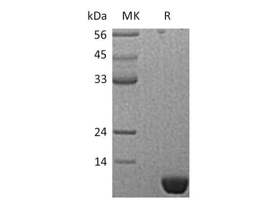 Recombinant Human S100P (N-6His)