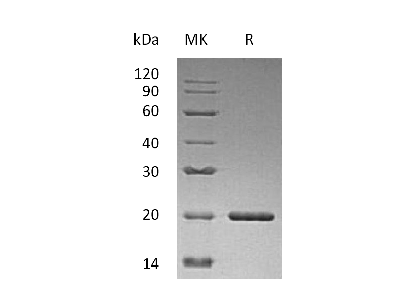 Recombinant Human SHH