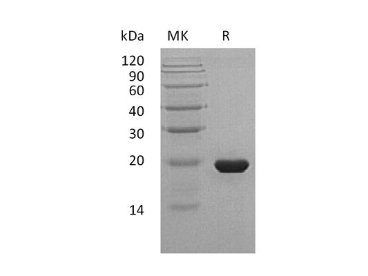 Recombinant Human SHH (C24II)
