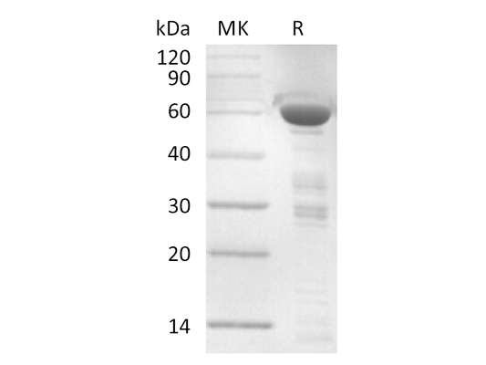 Recombinant Human TFIIB (N-GST)