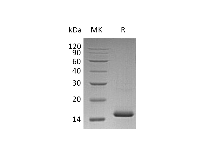 Recombinant Human VEGF 121