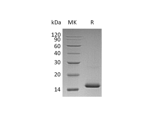 Recombinant Human VEGF 121