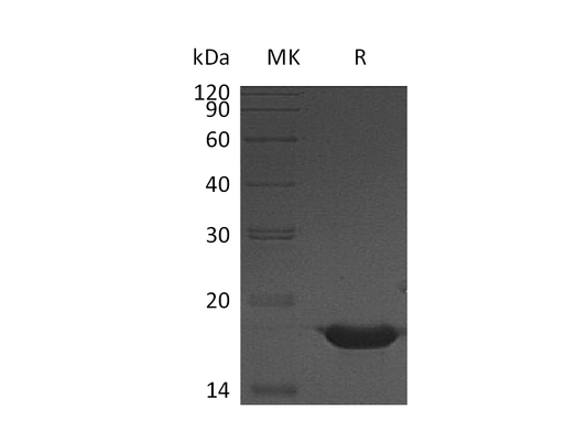 Recombinant Human YY1 (C-6His)