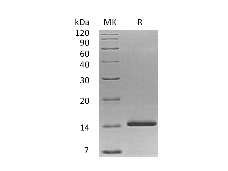 Recombinant Human NT-3