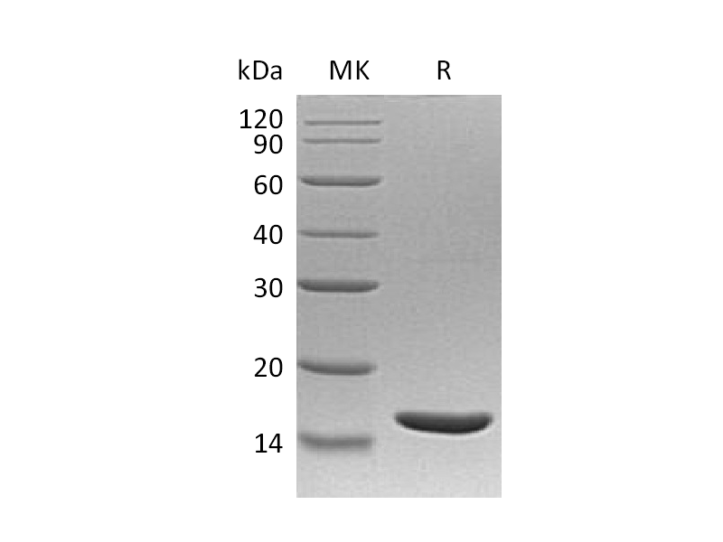 Recombinant Human TNF beta
