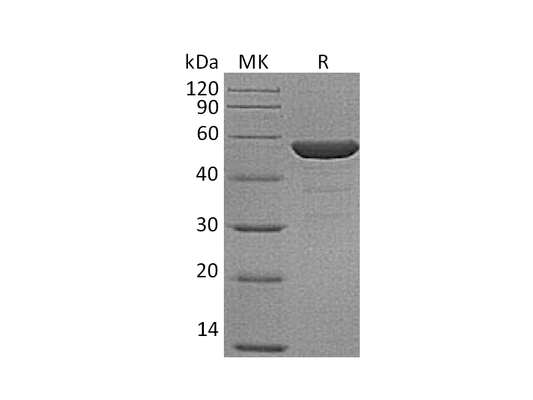 Recombinant Human ENO2 (N-6His)