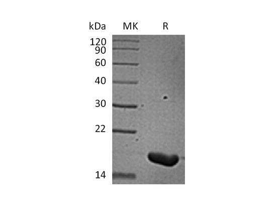 Recombinant Human IL-36 Beta(157AA)