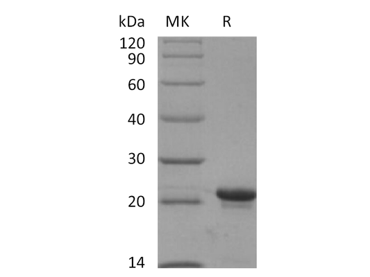 Recombinant Human KRAS4B(G12V, N-6His)