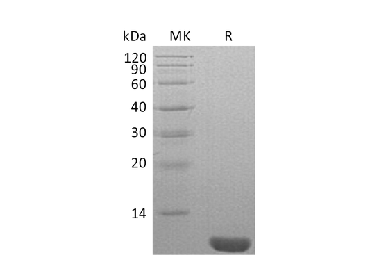 Recombinant Human NEDD8