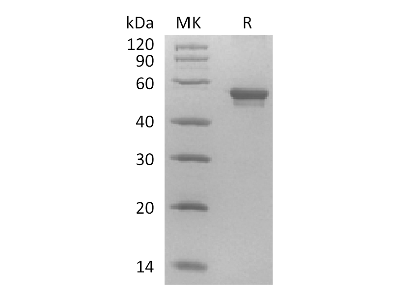 Recombinant Human Vitronectin