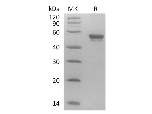 Recombinant Human Vitronectin