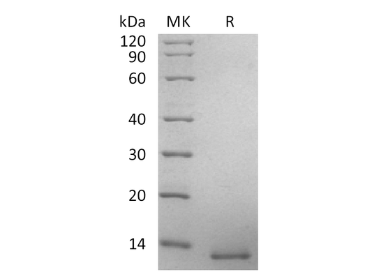 Recombinant Human BMP-4