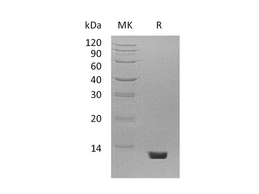 Recombinant Mouse C5