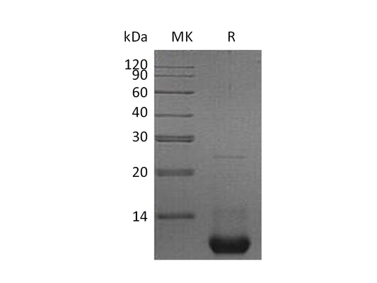 Recombinant Mouse CXCL2