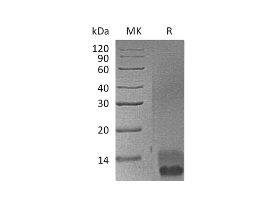 Recombinant Mouse EGF (C-6His)