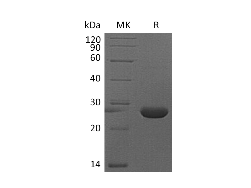 Recombinant Mouse FGF-9 (C-6His)