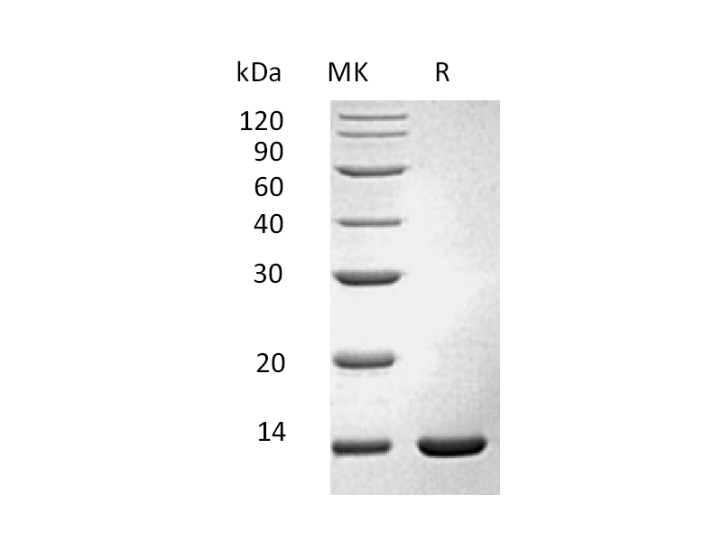 Recombinant Mouse IFN gamma (E. coli)