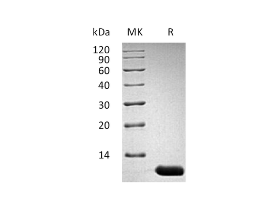 Recombinant Mouse IL-13 (106AA)
