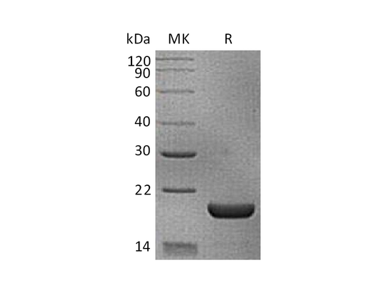 Recombinant Mouse IL-18 (N-6His)
