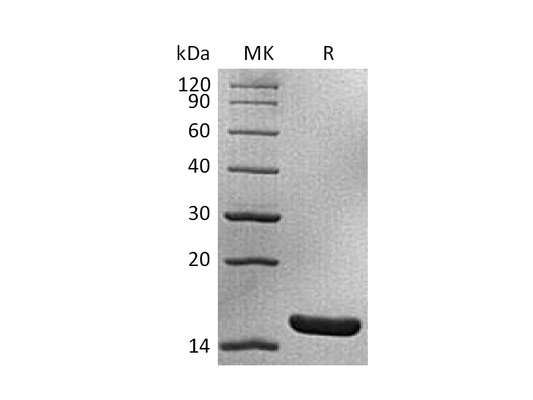 Recombinant Mouse IL-1a