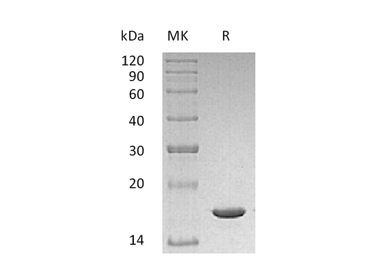Recombinant Mouse IL-1b