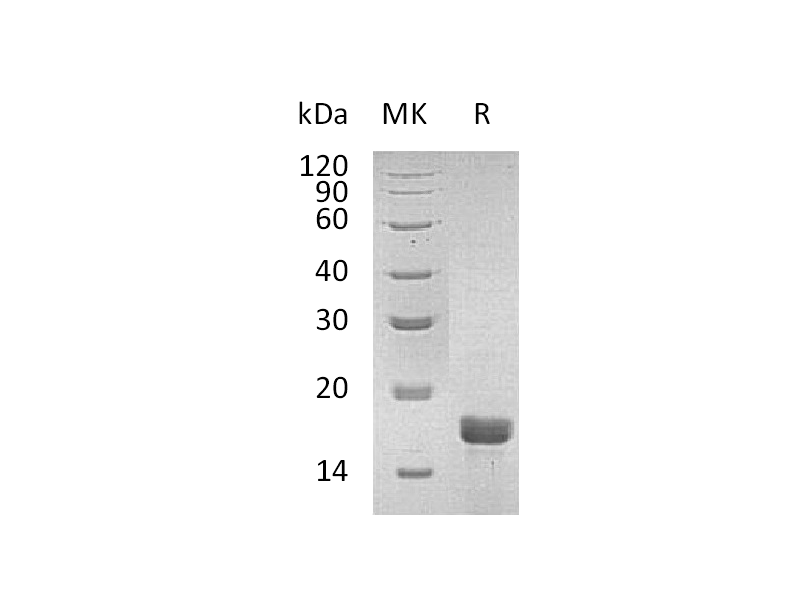 Recombinant Mouse IL-2