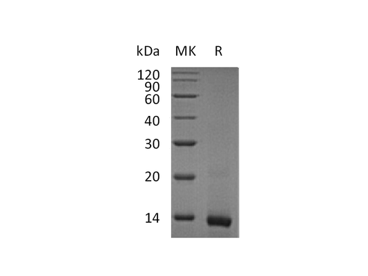 Recombinant Mouse IL-4
