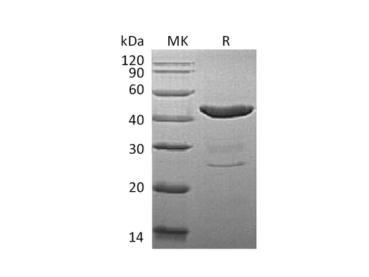 Recombinant Mouse IDO (N-6His)
