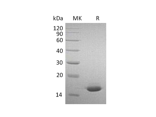 Recombinant Mouse IFN alpha2