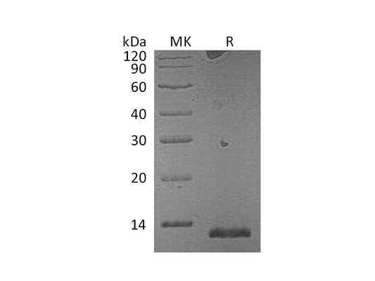 Recombinant Mouse S100A15A