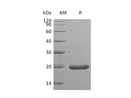 Recombinant Mouse SHH (C25II)