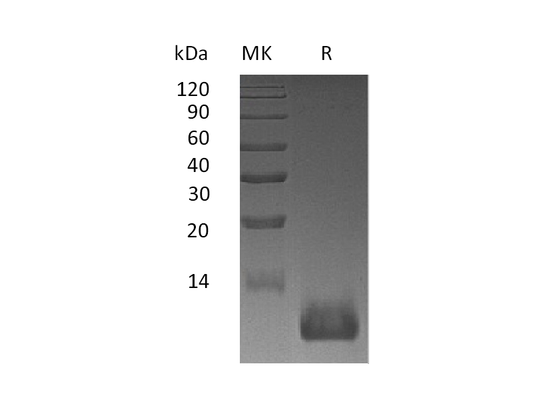 Recombinant Mouse CXCL12