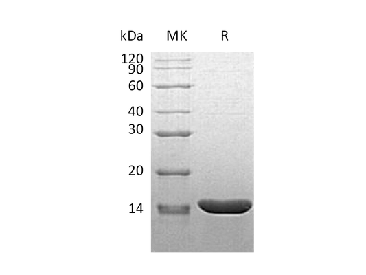 Recombinant Mouse TNF alpha