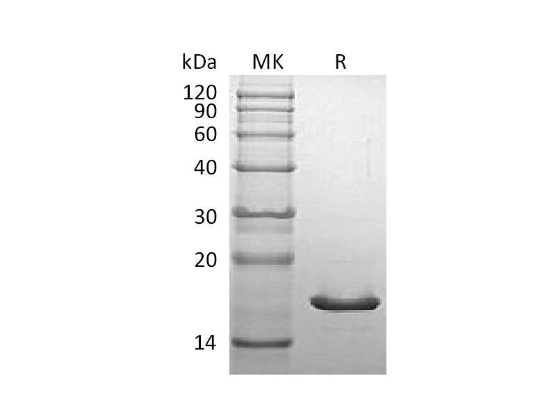 Recombinant Mouse SNCA
