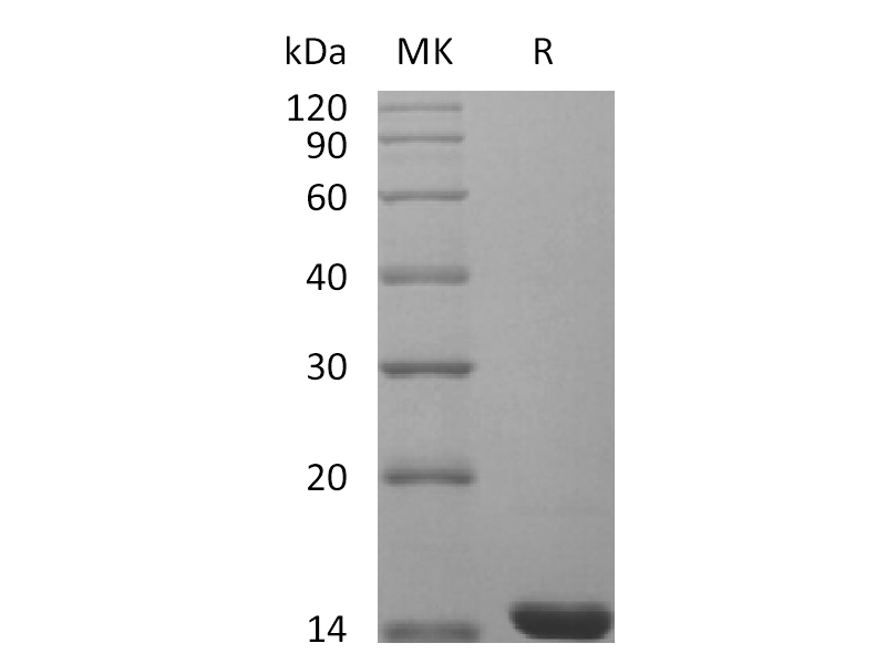 Recombinant Mouse FGF-4
