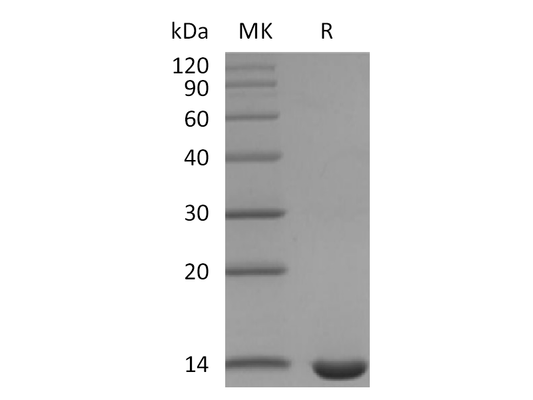 Recombinant Mouse Leptin