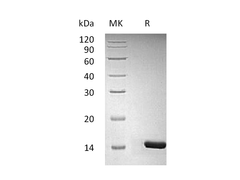 Recombinant Human/Murine/Rat BDNF