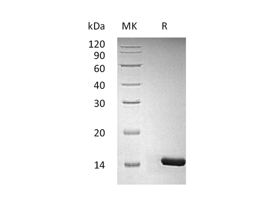 Recombinant Human/Murine/Rat BDNF
