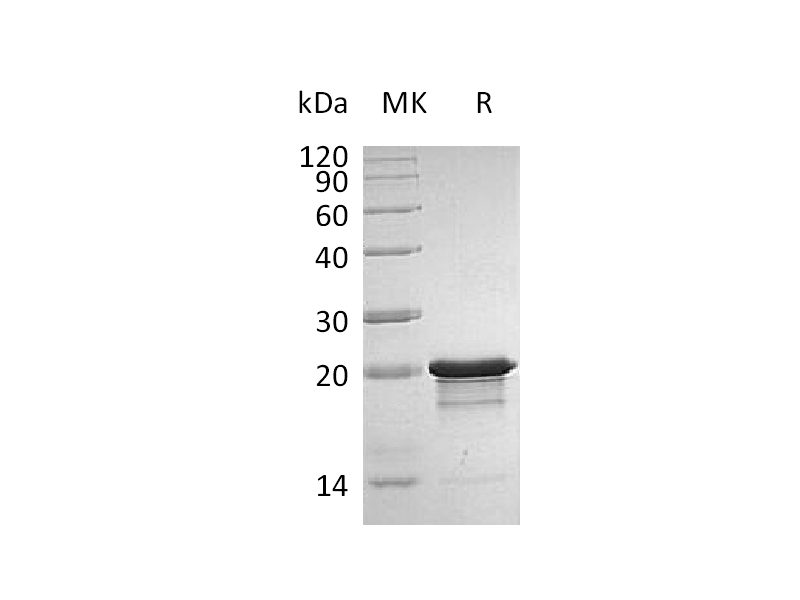 Recombinant Human/Mouse FGF-8b