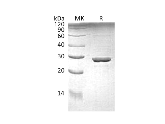 Recombinant E.coli Trp A