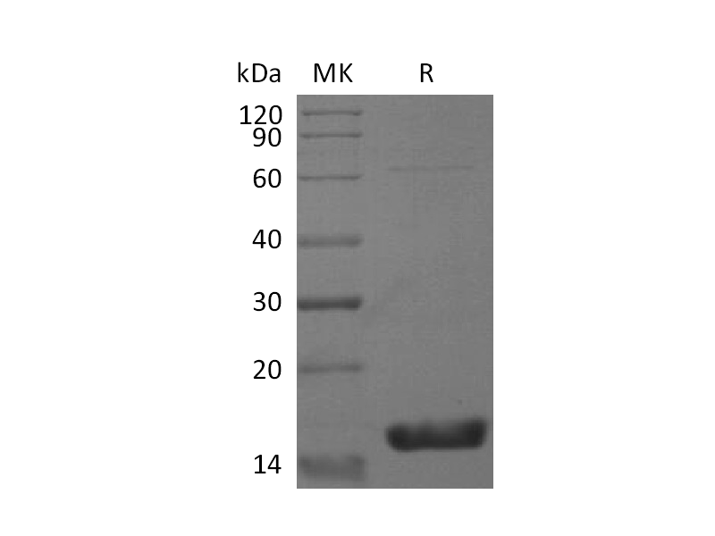Recombinant Mouse IL-36 gamma