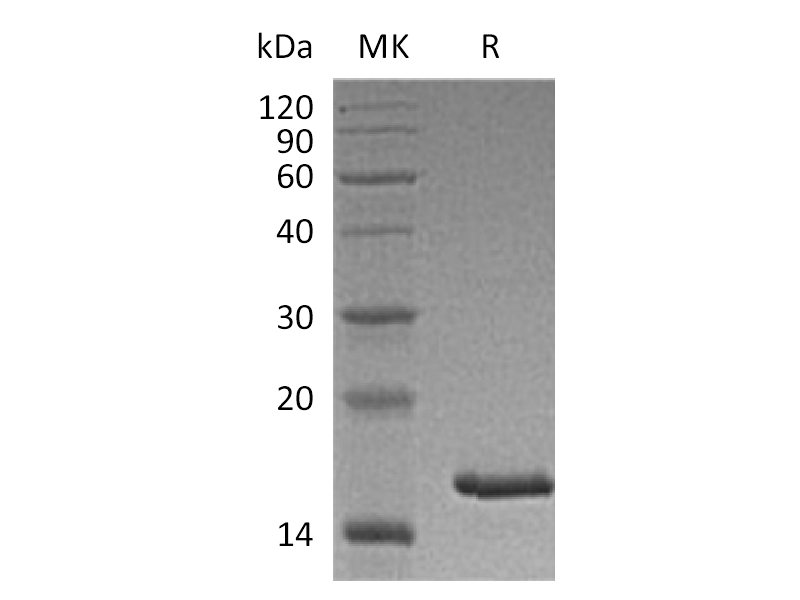 Recombinant Cynomolgus TSLP (C-6His)