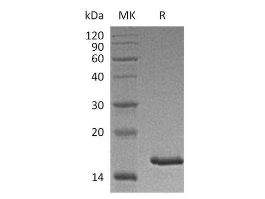 Recombinant Cynomolgus TSLP (C-6His)